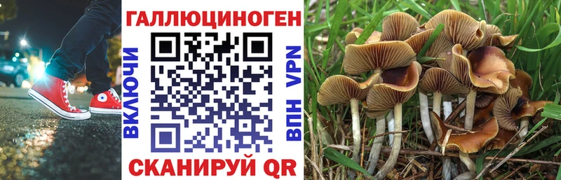 где можно купить   Братск  Галлюциногенные грибы Psilocybine cubensis 